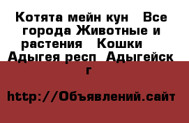 Котята мейн кун - Все города Животные и растения » Кошки   . Адыгея респ.,Адыгейск г.